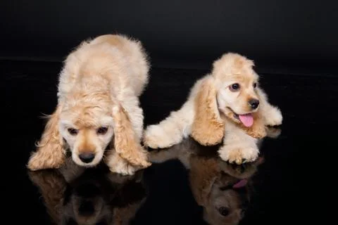 Cocker Spaniel Stock Photos