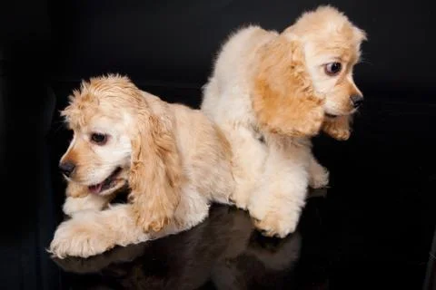 Cocker Spaniel Stock Photos
