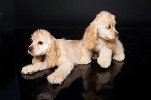 Cocker Spaniel Stock Photos