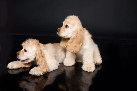 Cocker Spaniel Stock Photos