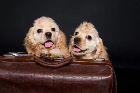 Cocker Spaniel Stock Photos