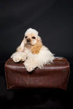Cocker Spaniel Stock Photos