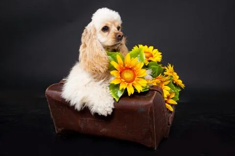 Cocker Spaniel Stock Photos