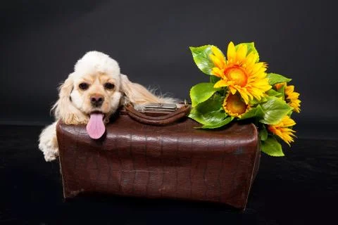 Cocker Spaniel Stock Photos