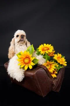 Cocker Spaniel Stock Photos