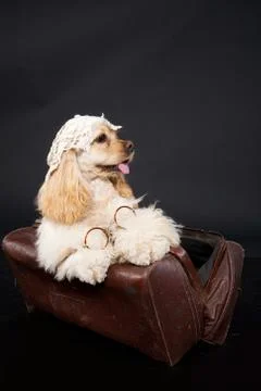 Cocker Spaniel Stock Photos