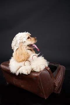 Cocker Spaniel Stock Photos