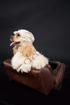 Cocker Spaniel Stock Photos