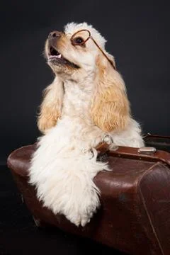 Cocker Spaniel Stock Photos