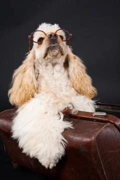 Cocker Spaniel Stock Photos