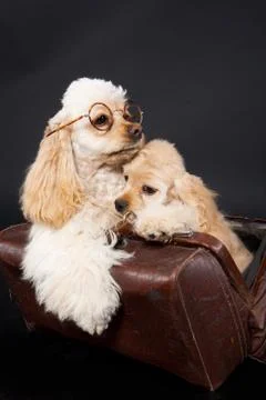 Cocker Spaniel Stock Photos