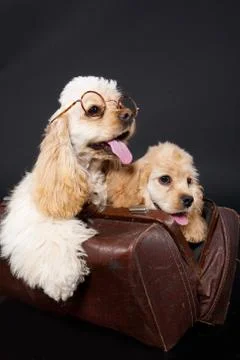 Cocker Spaniel Stock Photos