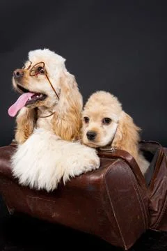 Cocker Spaniel Stock Photos