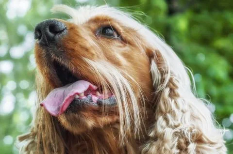 Cocker spaniel Stock Photos