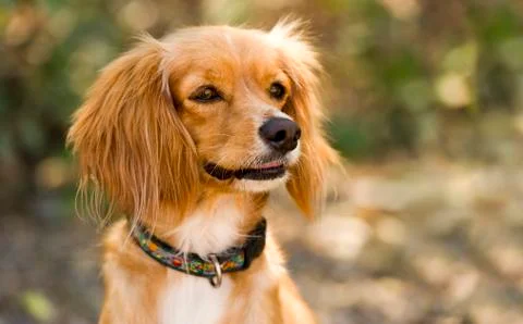 Cocker Spaniel Stock Photos