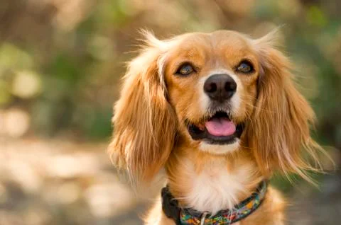 Cocker Spaniel Stock Photos