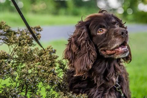 Cocker Spaniel Foto stock