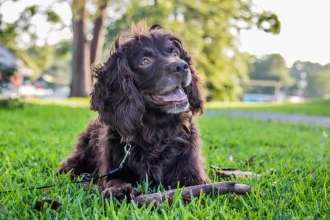 Cocker Spaniel Stock Photos