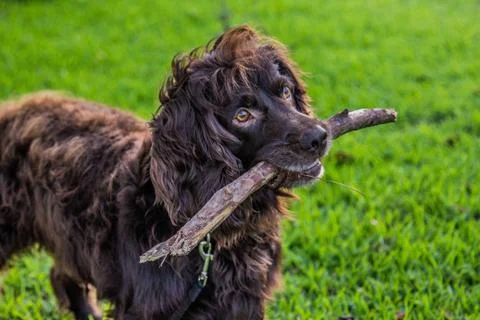 Cocker Spaniel Foto stock