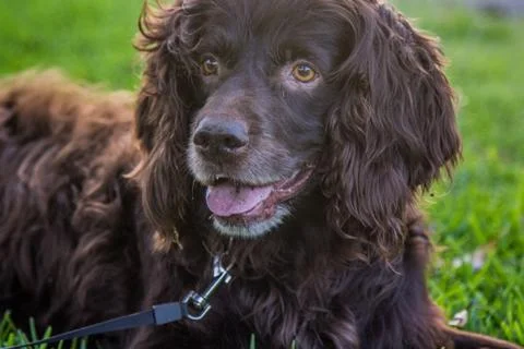 Cocker Spaniel Foto stock