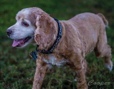 Cocker Spaniel Stock Photos