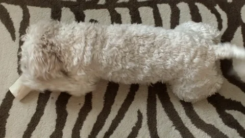 Cocker spaniel poodle dog chewing on a bone 動画素材 72672393