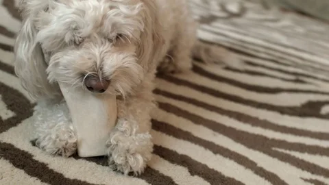 Cocker spaniel poodle dog chewing on a bone 库存影片 72674242