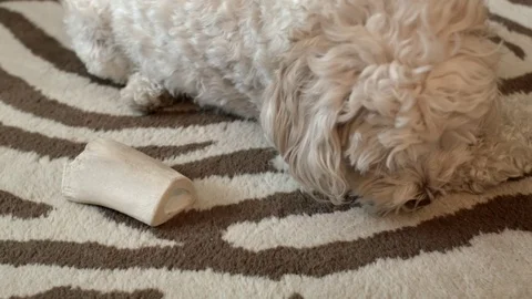 Cocker spaniel poodle dog licking her paws 库存影片 72674259