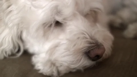 Cocker spaniel poodle dog resting Vídeo Stock 72674122