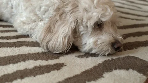 Cocker spaniel poodle dog resting on a carpet Stock Footage 72674223