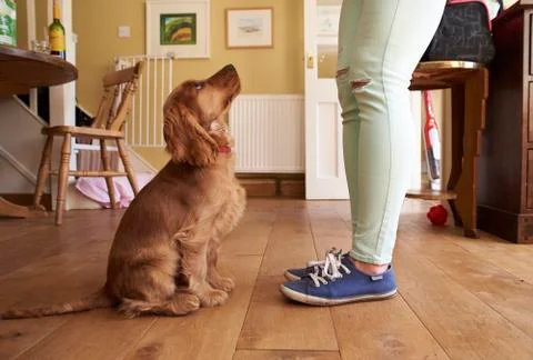 Cocker Spaniel Puppy Owner Training Dog To Sit Stock Photos