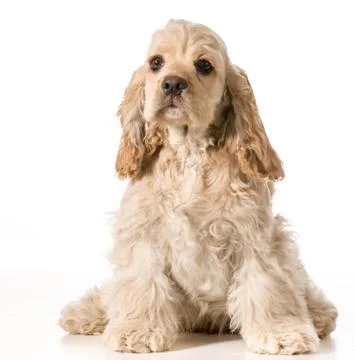 Cocker spaniel puppy Stock Photos