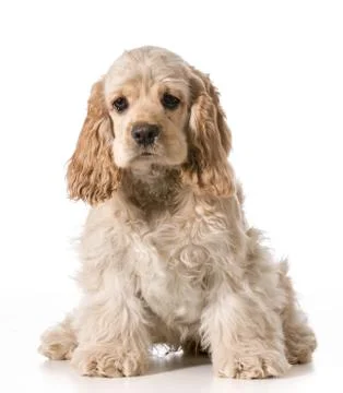 Cocker spaniel puppy Stock Photos