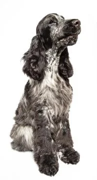 Cocker spaniel puppy Stock-Fotos