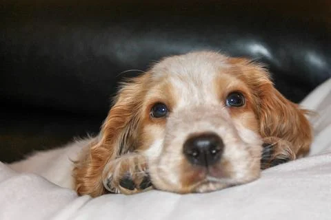 Cocker Spaniel Puppy Resting Head Between Paws on White Blanket Fotos de archivo