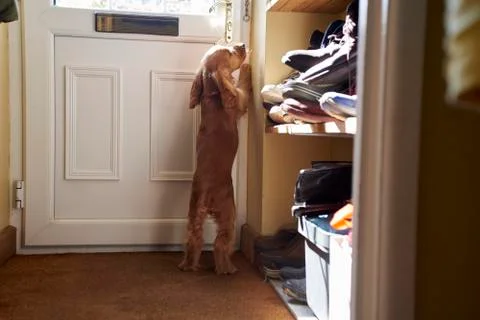 Cocker Spaniel Puppy Scratching At Front Door Stock Photos