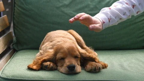 Cocker spaniel puppy sleeping on the sofa Stock Footage 107987758
