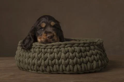 A cocker spaniel puppy sleeping in a woolen basket in a still life setting Stock Photos