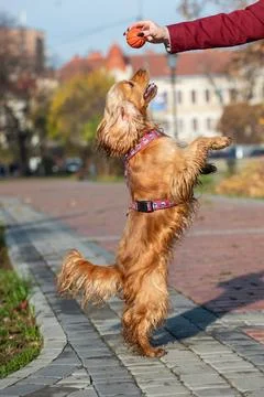 Cocker Spaniel reaching for a ball in human hand outdoors Stock Photos