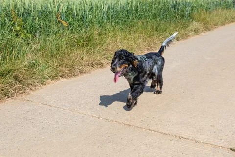 Cocker spaniel on a road Stock Photos