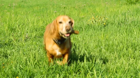 Cocker spaniel runing on the green grass Stock-Footage 38435857