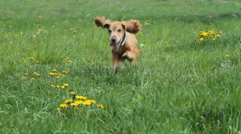 Cocker Spaniel runing on a green meadow Stock Footage 10807965