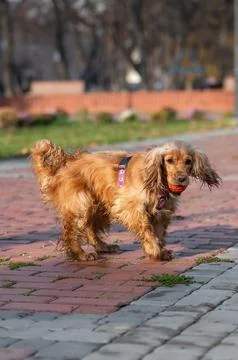 Cocker Spaniel Running Through Autumn Park Stock Photos