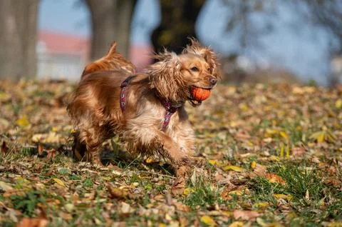 Cocker Spaniel Running Through Fallen Leaves Stock Photos