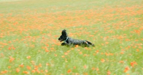 A Cocker Spaniel Running through a poppy field. Vídeo Stock 112021465