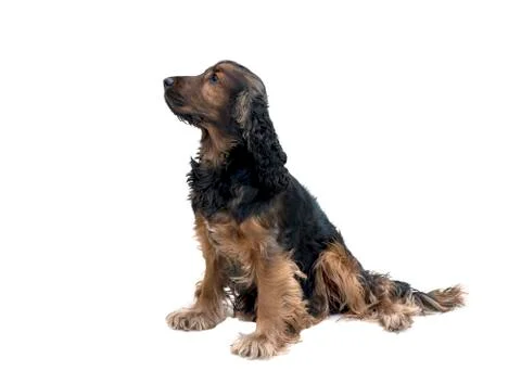 Cocker spaniel sat waiting Stock Photos