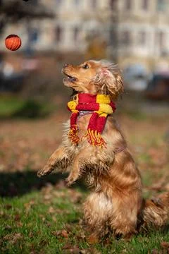 Cocker Spaniel in scarf standing on hind legs in fall park Stock Photos