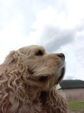 Cocker spaniel sitting and looking at the sky Stock Photos