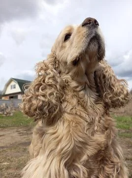 Cocker spaniel sitting and looking at the sky Stock Photos