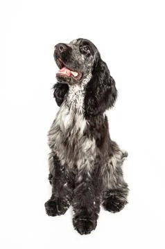 Cocker spaniel sitting Stock Photos